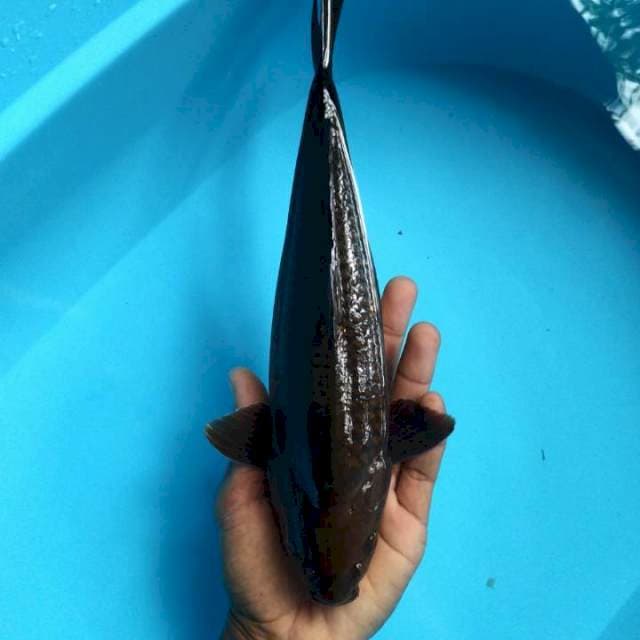 Chagoi 30cm / M