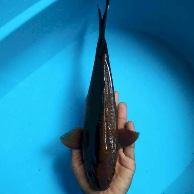Chagoi 31cm / M