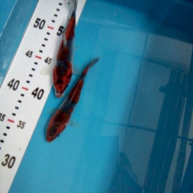 RARE! Kage showa 13-15 cm