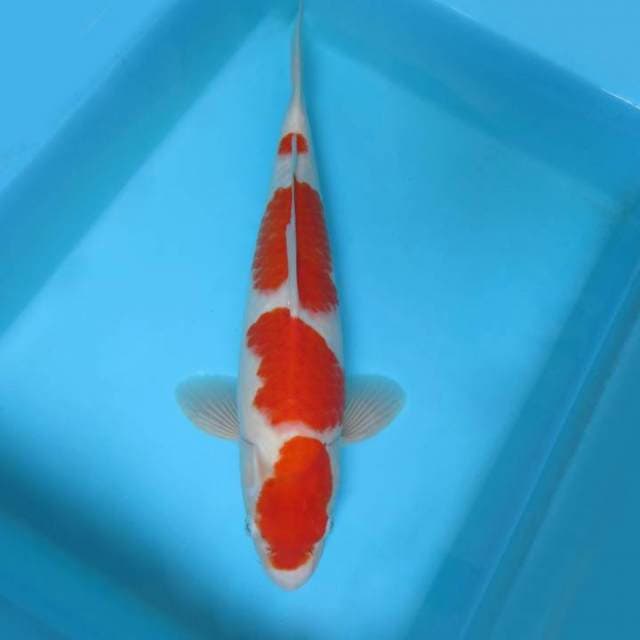 7. DE CLASSE 7 ~ KOHAKU 4 STEPS