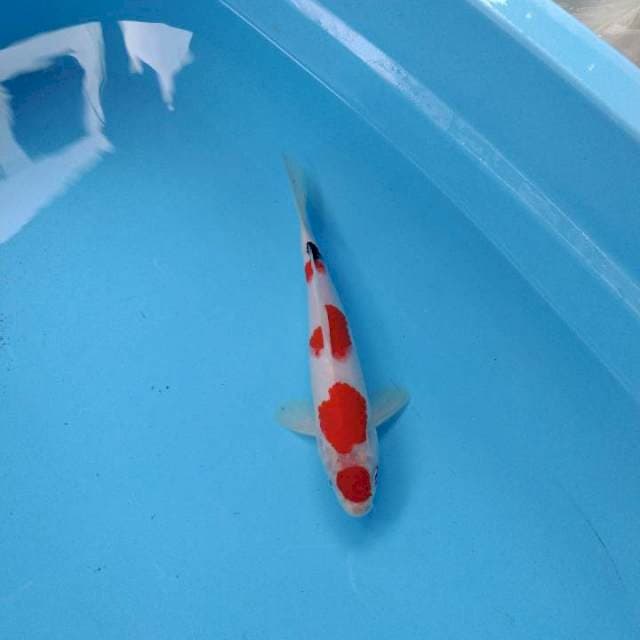 Sanke Male 28cm