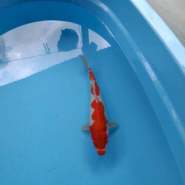 Kohaku Male 34 cm