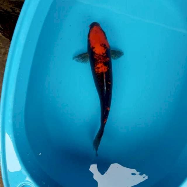 Beni 30