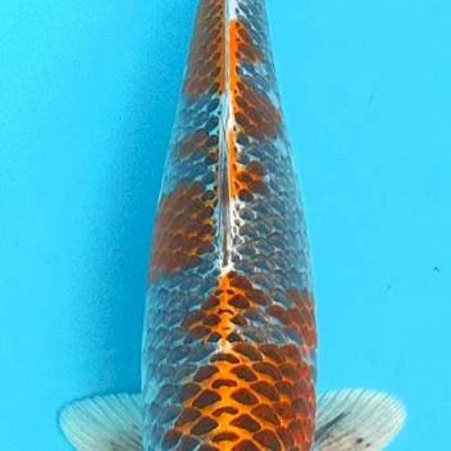 KUJAKU 40CM