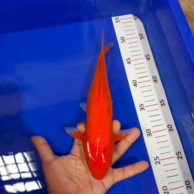 28 cm benigoi