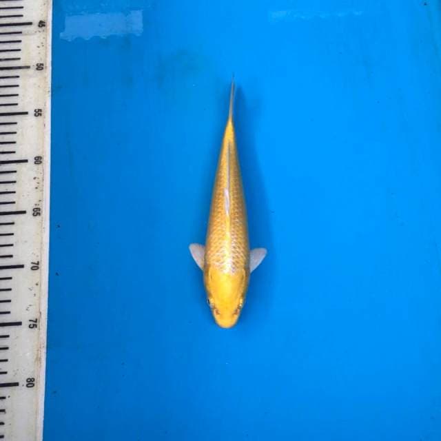 Yamabuki ogon, 25cm