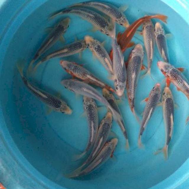 Mix paket asagi 20 ekor