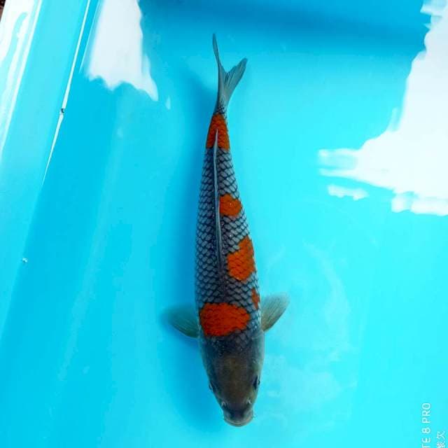 Ochiba Red