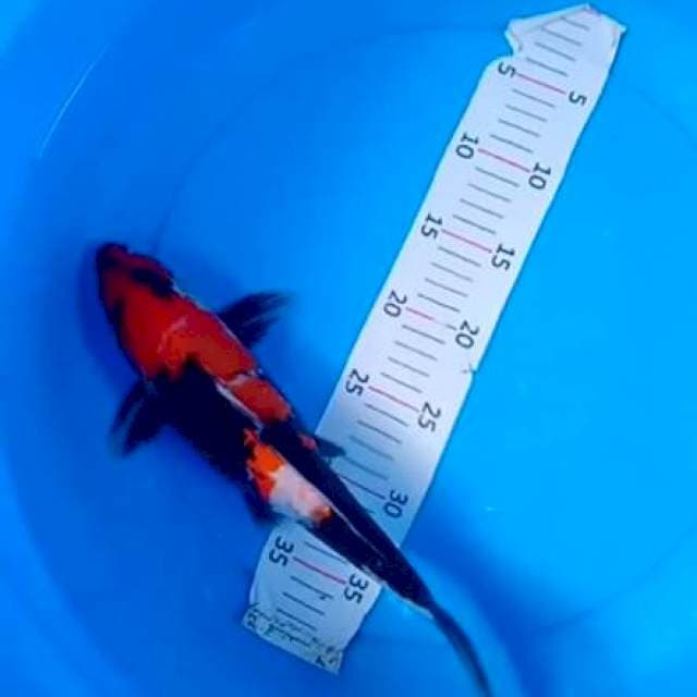Showa ngar 35cm merah pekat
