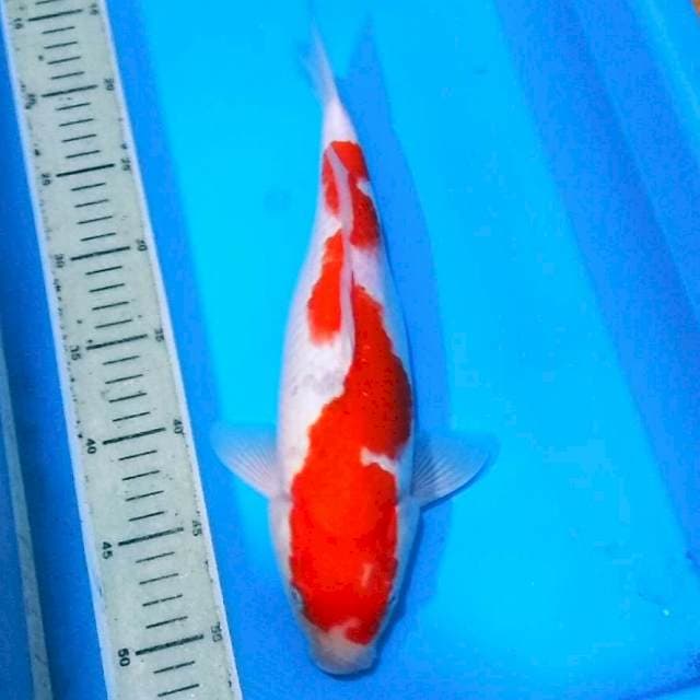 Inazuma kohaku jumbo ori