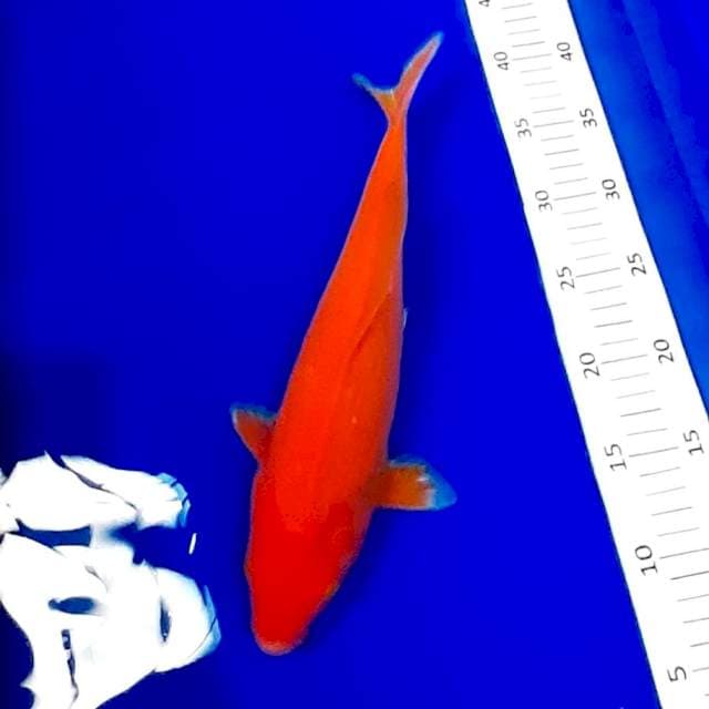 Benigoi 34 cm