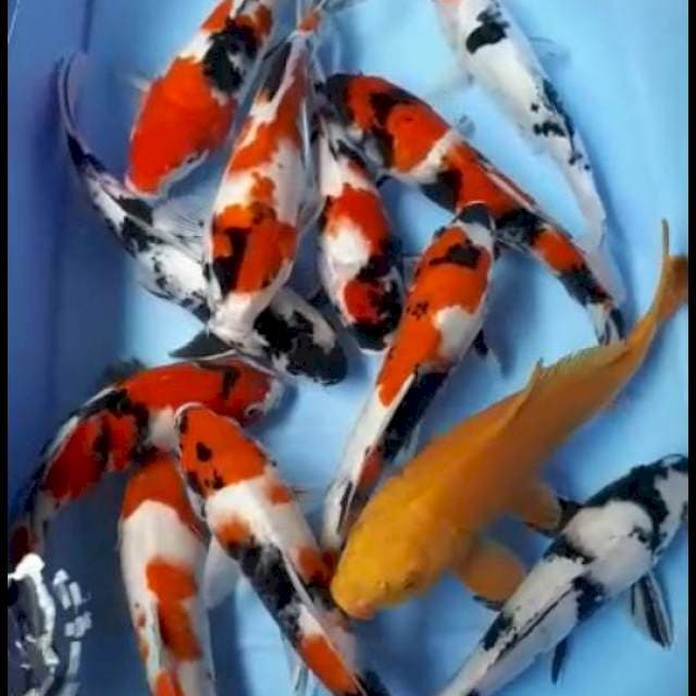 SHOWA SANKE 26 SAMPAI 30 CM 12 EKOR