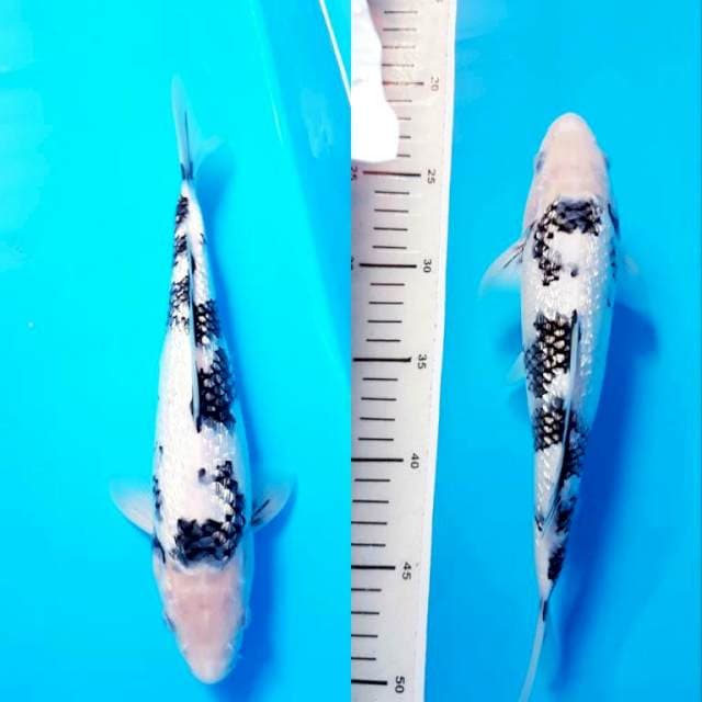 SHIRO GINRIN PROSPEK 26cm JANTAN