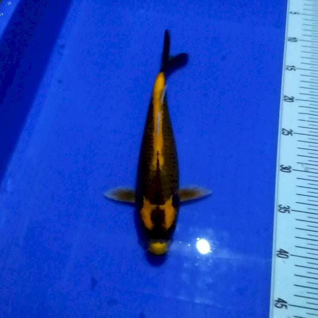 Kabuto 28cm