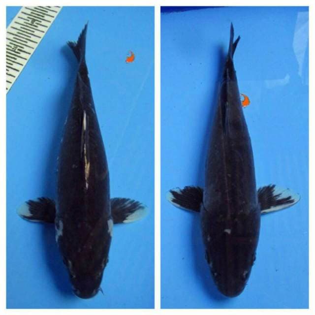 DUO BLACK KUMONRYU 31CM
