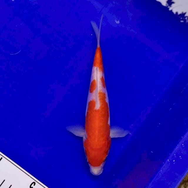 Kohaku 21cm