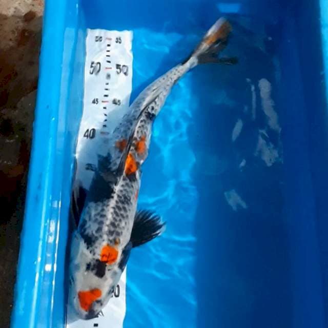 Kageshowa 44cm