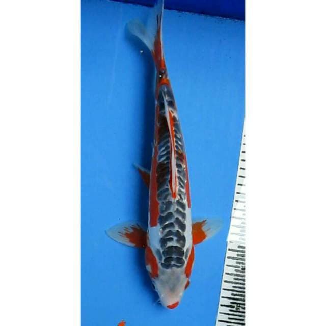 Shusui 35 cm