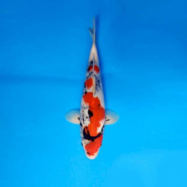 SHOGUN 11 - SHOWA EVOLUTION ®