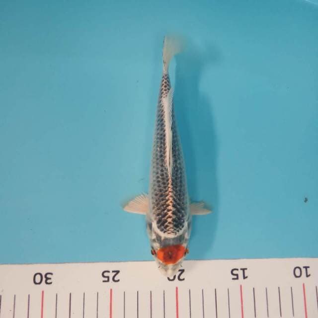 Tc kujaku 20cm siip