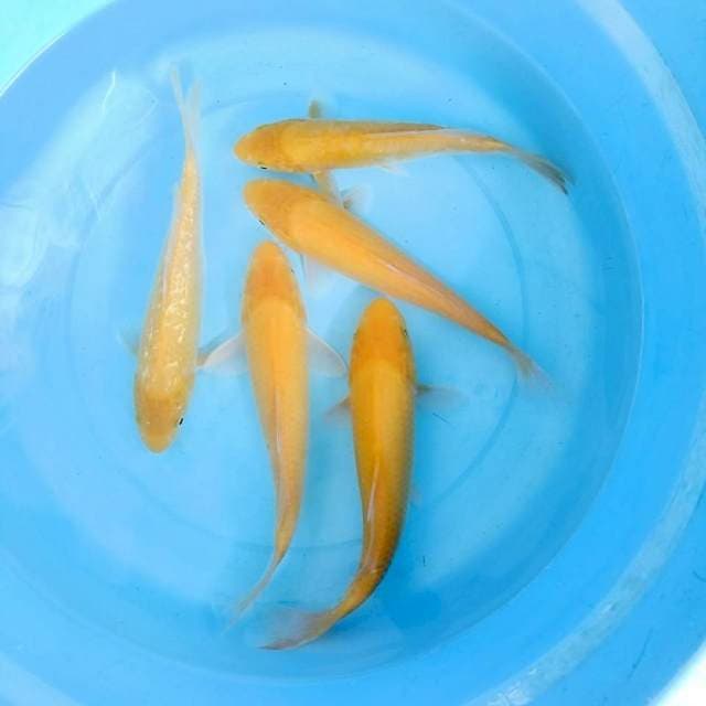 Karasi bakat jumbo 5 ekor