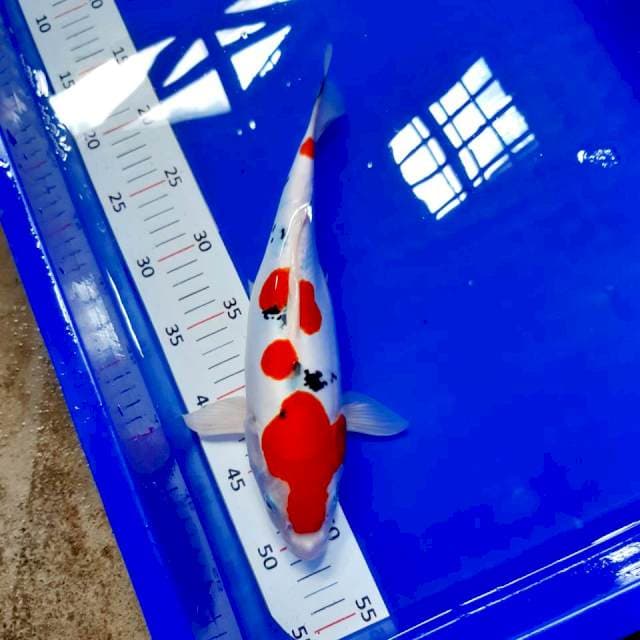 Sanke doit 30 cm female
