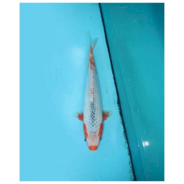 ASAGI KUCHIBENI 26 CM FEMALE