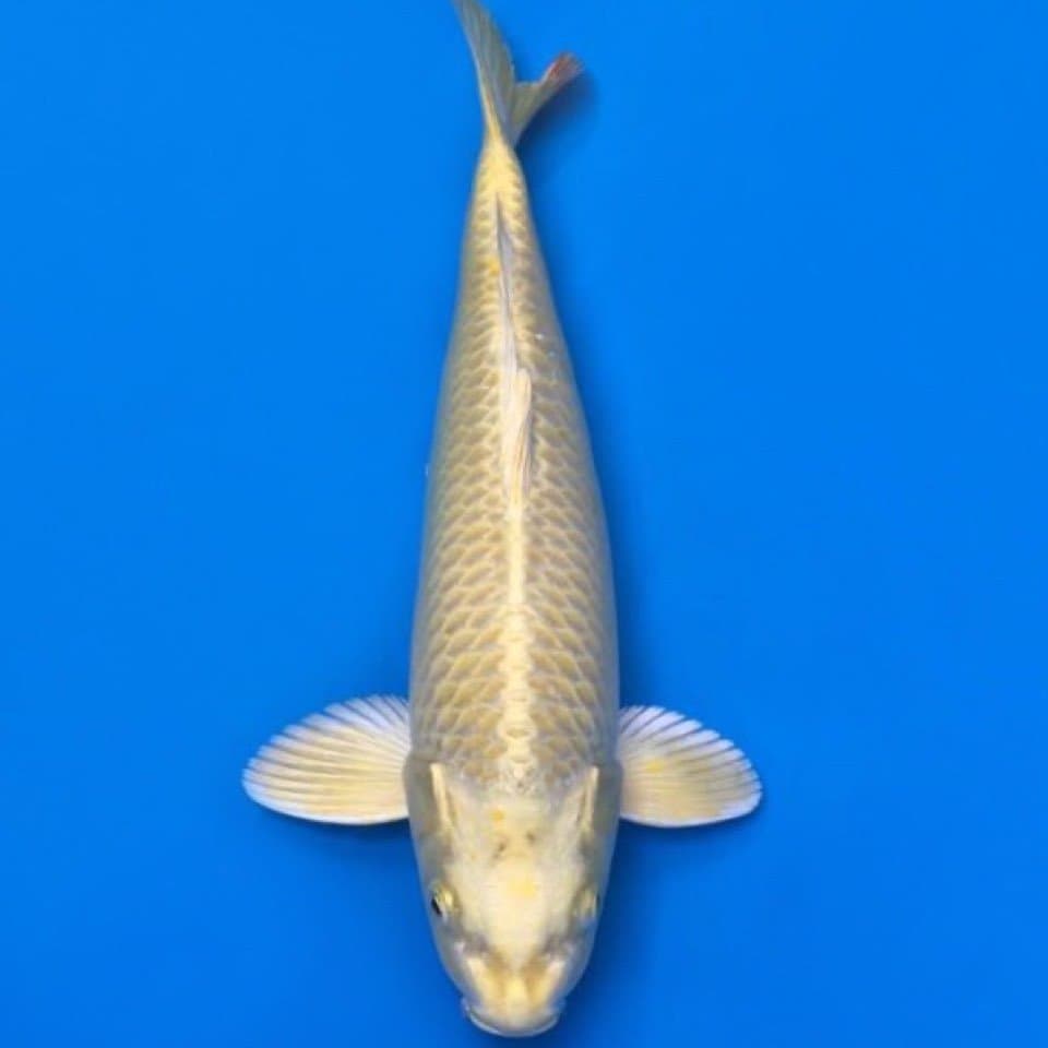 dainichi ogon 37cm