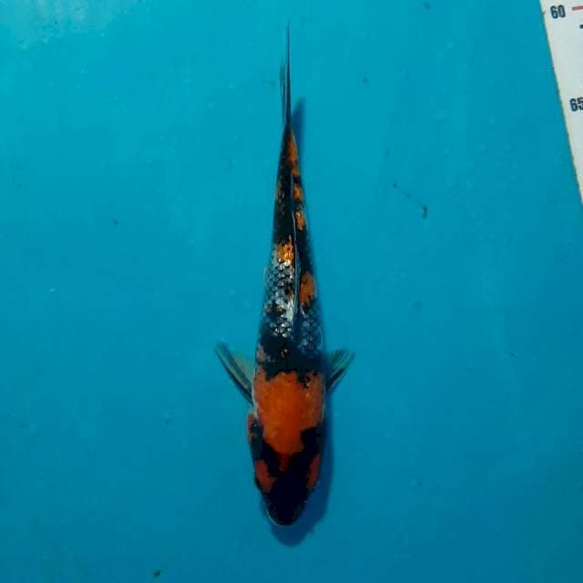 Showa ginrin 22cm
