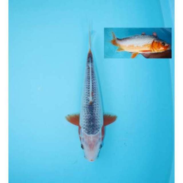 ASAGI 25 CM FEMALE