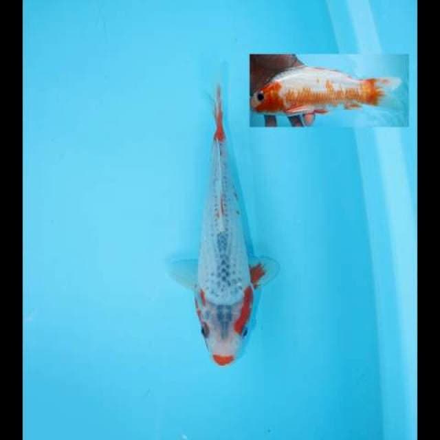 ASAGI KUCHIBENI 23 CM MALE