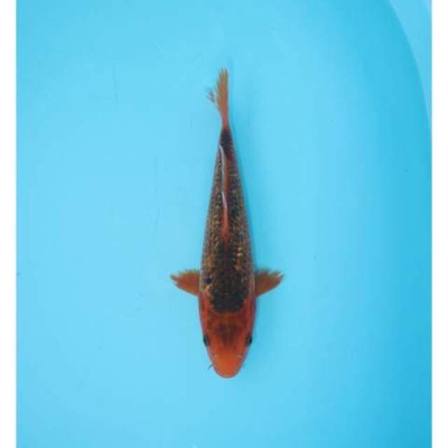 AKA MATSUBA GINRIN 23 CM FEMALE