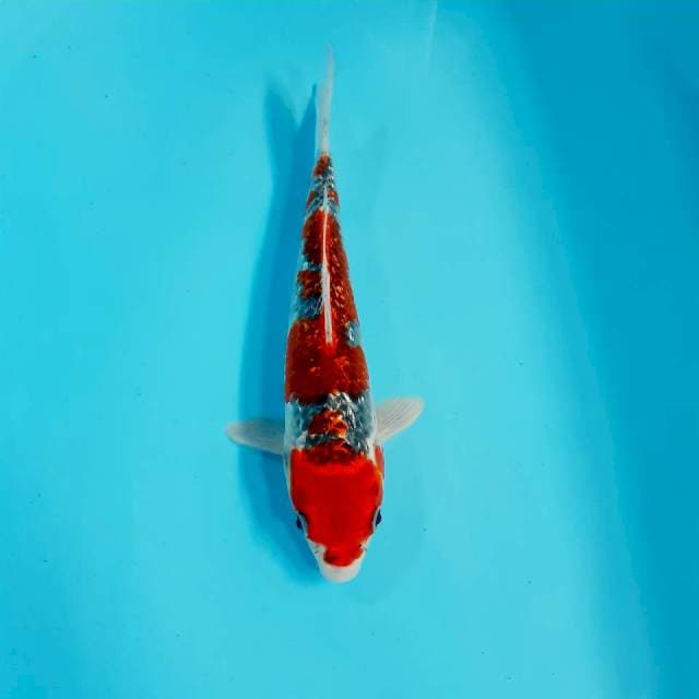 Ghosiki 26 cm fm