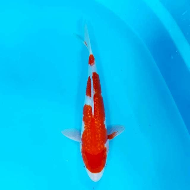 Kohaku gindrine 30 cm male