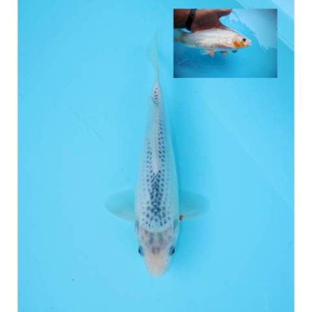 ASAGI 25 CM MALE