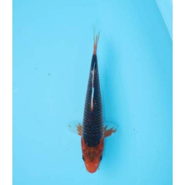 AKA MATSUBA 22 CM MALE