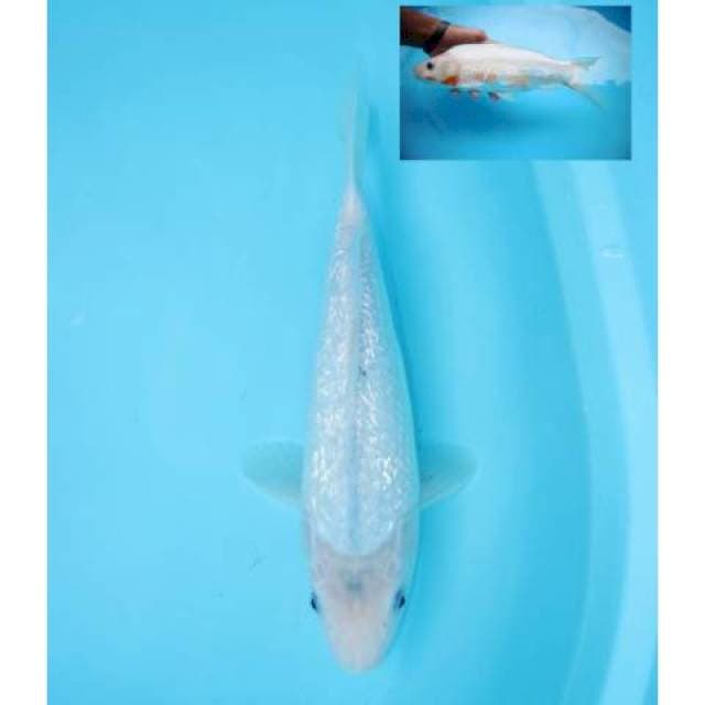 ASAGI GINRIN 31 CM FEMALE