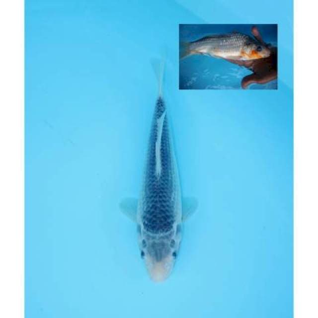 ASAGI 25 CM FEMALE