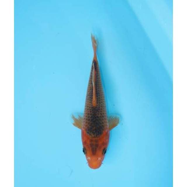 AKA MATSUBA 19 CM FEMALE