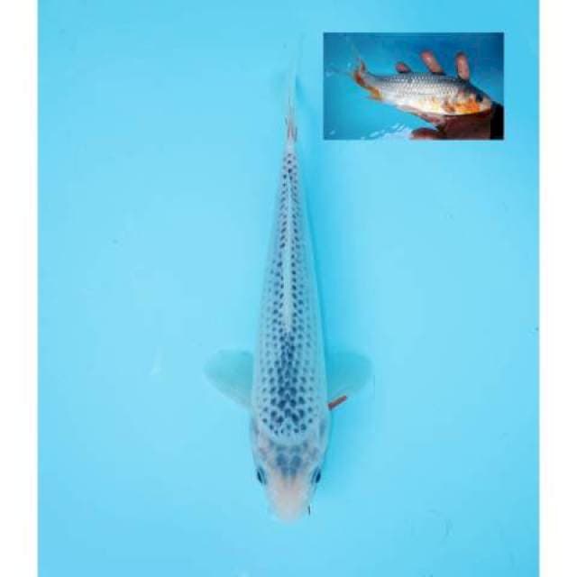 ASAGI 23 CM MALE