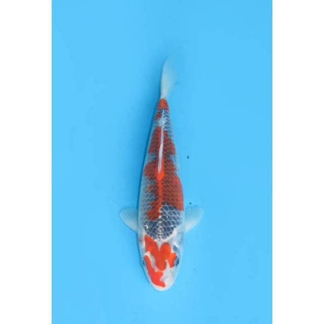 Goshiki Merah SQ - 28cm Male