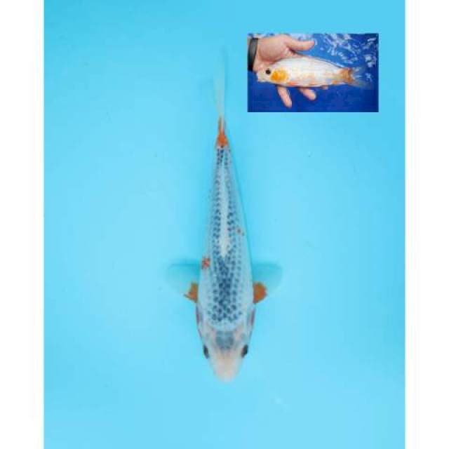 ASAGI 22 CM MALE