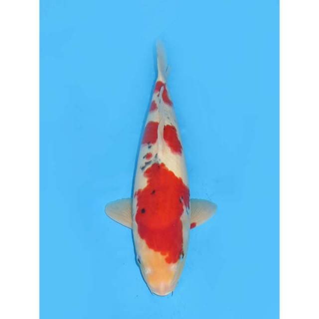 Sanke Yondan Merah Darah - 35cm Male