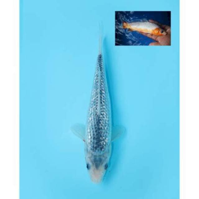 ASAGI 25 CM FEMALE