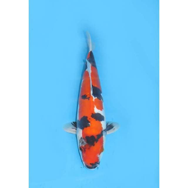 Showa Doitsu Murni , 35cm Male