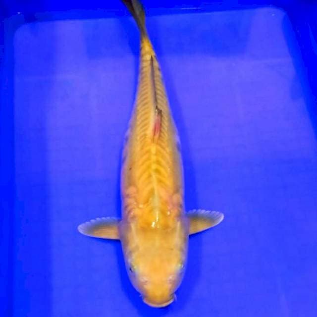 Penjinak kolam 45cm