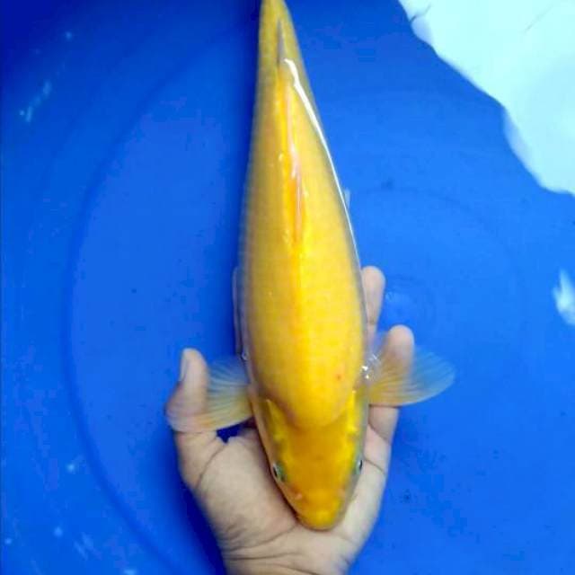 karashi male punuk 40BU