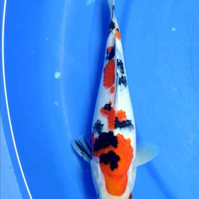 sanke subosumi good body 20cm