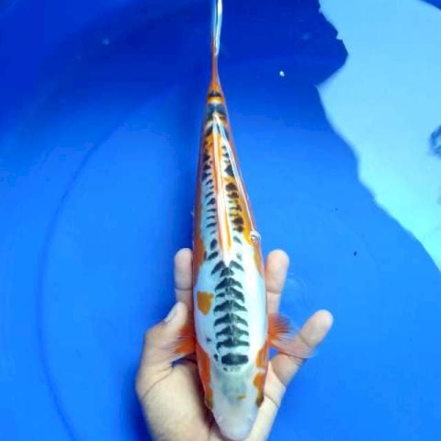 shusui ±31cm ob nol