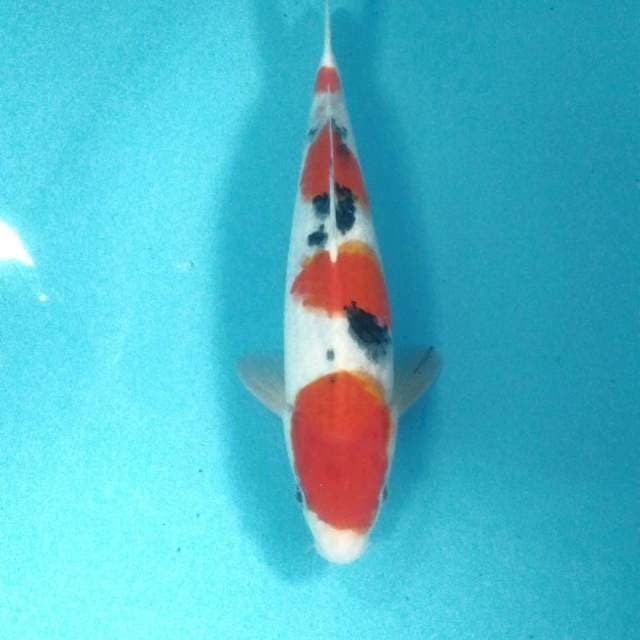 Sanke, male 34 cm